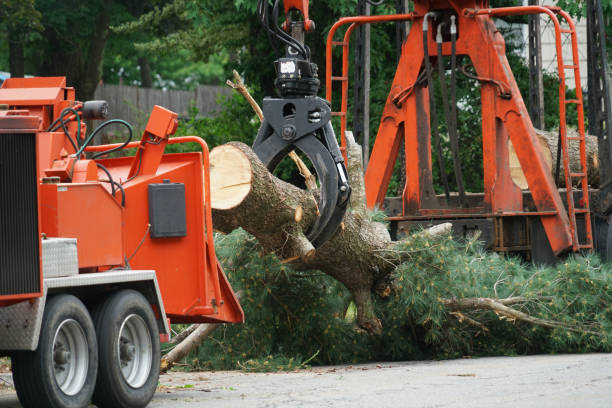 Best Professional Tree Care  in Eagle River, WI